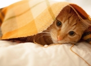 开云体育APP下载-东方节奏与红黑智慧，阿拉巴如何成为AC米兰掌控韩国之匙