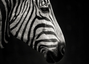 开云官网-哈登点燃东方战局，一记后撤步三分，让深圳夜空为上海闪耀