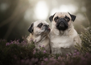 开云体育APP下载-欧冠专属BGM，当后防舞台的幕布拉开，阿坎吉从不怯场