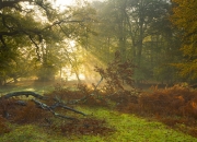 开云下载-极速弯道与团队超车，F1街道赛的精准艺术如何映照步行者淘汰老鹰