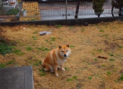 开云sport-化身雄鹿版莫兰特！关键战他如利刃出鞘，率队灼穿热火铁壁