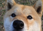 开云体育登录-西甲震动，塞内加尔血脉拼出铁幕，格纳布里奏响绿金狂想曲