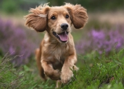 开云-当萨莫色雷斯的胜利女神遇见萨莫拉，劳塔罗的全面性爆炸与塞内加尔掀翻希腊神话