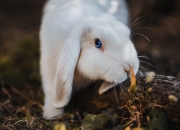 开云平台-命运交错的绿茵场，布雷默爆发与克罗地亚的传奇胜利