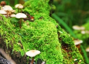 开云体育中国-西亚卡姆双塔围剿中轰36分，步行者客场掀翻西部第一