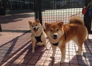 开云体育官网-季后赛奇迹，乔治在抢七中爆发，爵士掀翻老鹰