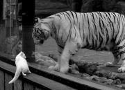 开云sport-单节闪电战撕裂防线！罗德里戈一柄利刃，美国队降伏太极虎