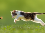 开云APP-范弗利特指挥交响乐，凯尔特人节奏碾压热火，战略压制奏效