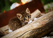 开云体育官网-巨人游戏，当文班亚马的四双惊雷劈向勇士王朝的黄昏