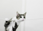 开云体育平台APP-跨界巅峰对决！NBA热火队狂胜CBA广东队，年度焦点战引爆篮球圈