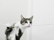 开云体育平台APP-跨界巅峰对决！NBA热火队狂胜CBA广东队，年度焦点战引爆篮球圈