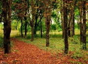 开云体育官网-跨界东决关键战，步行者制霸广东队，焦点战再现辉煌