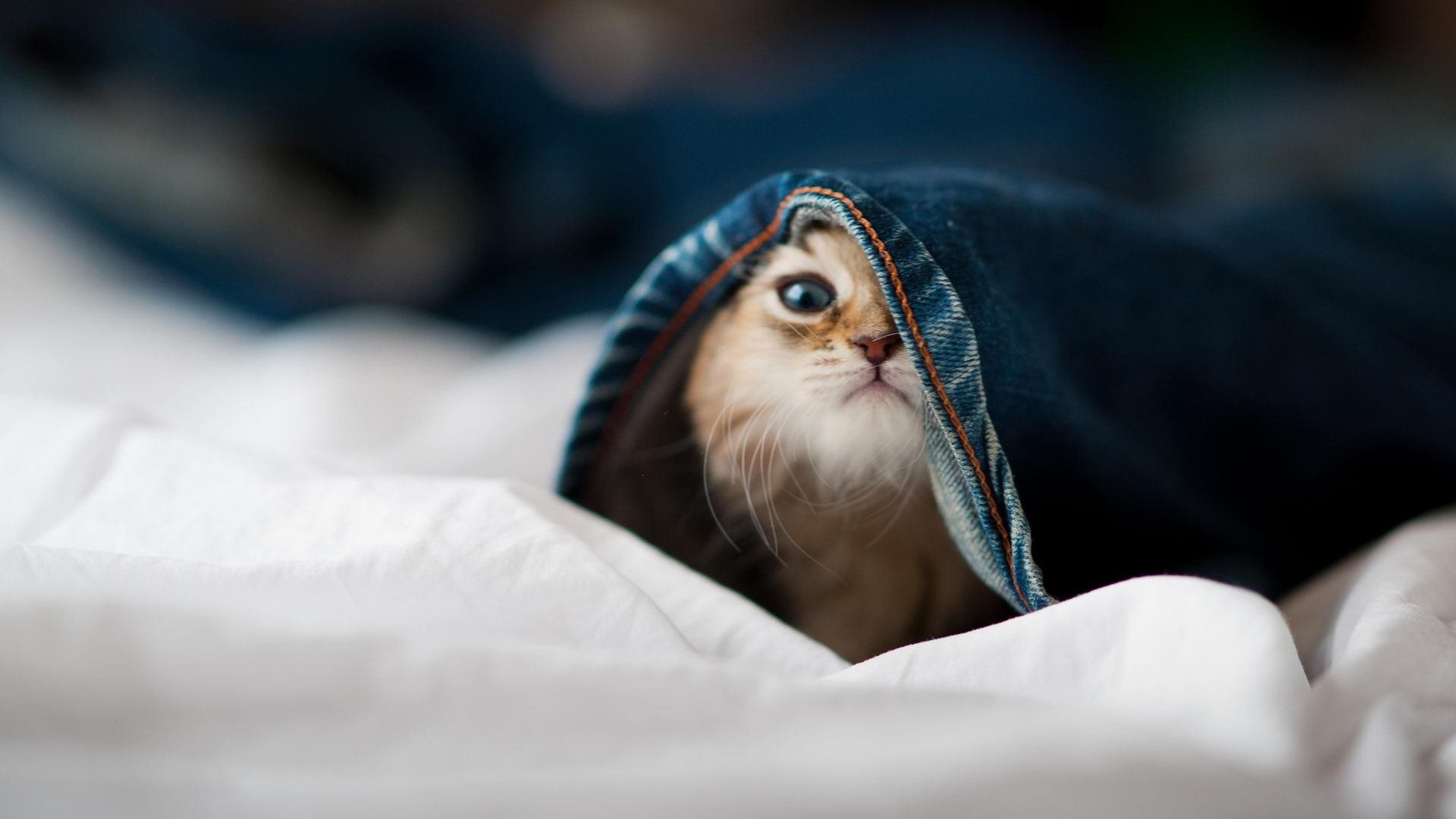 哈登点燃东方战局,一记后撤步三分,让深圳夜空为上海闪耀