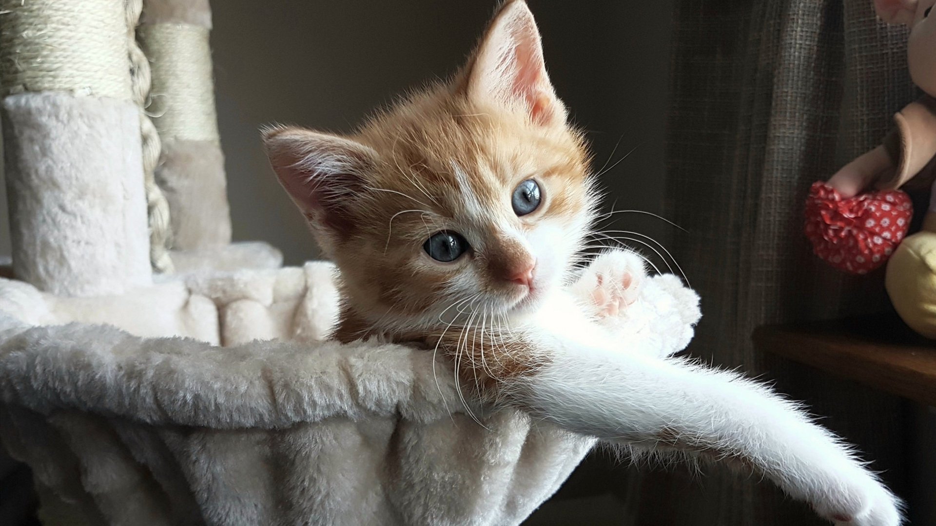 京多安关键一击，拉齐奥生死战力克西班牙