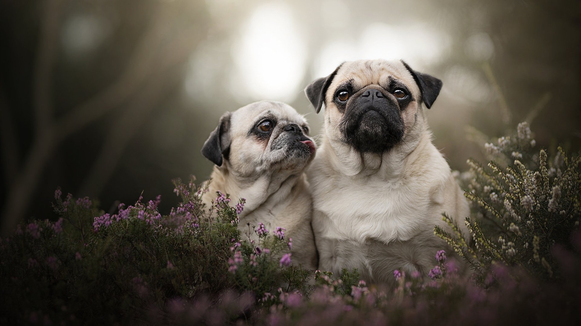 欧冠专属BGM,当后防舞台的幕布拉开,阿坎吉从不怯场