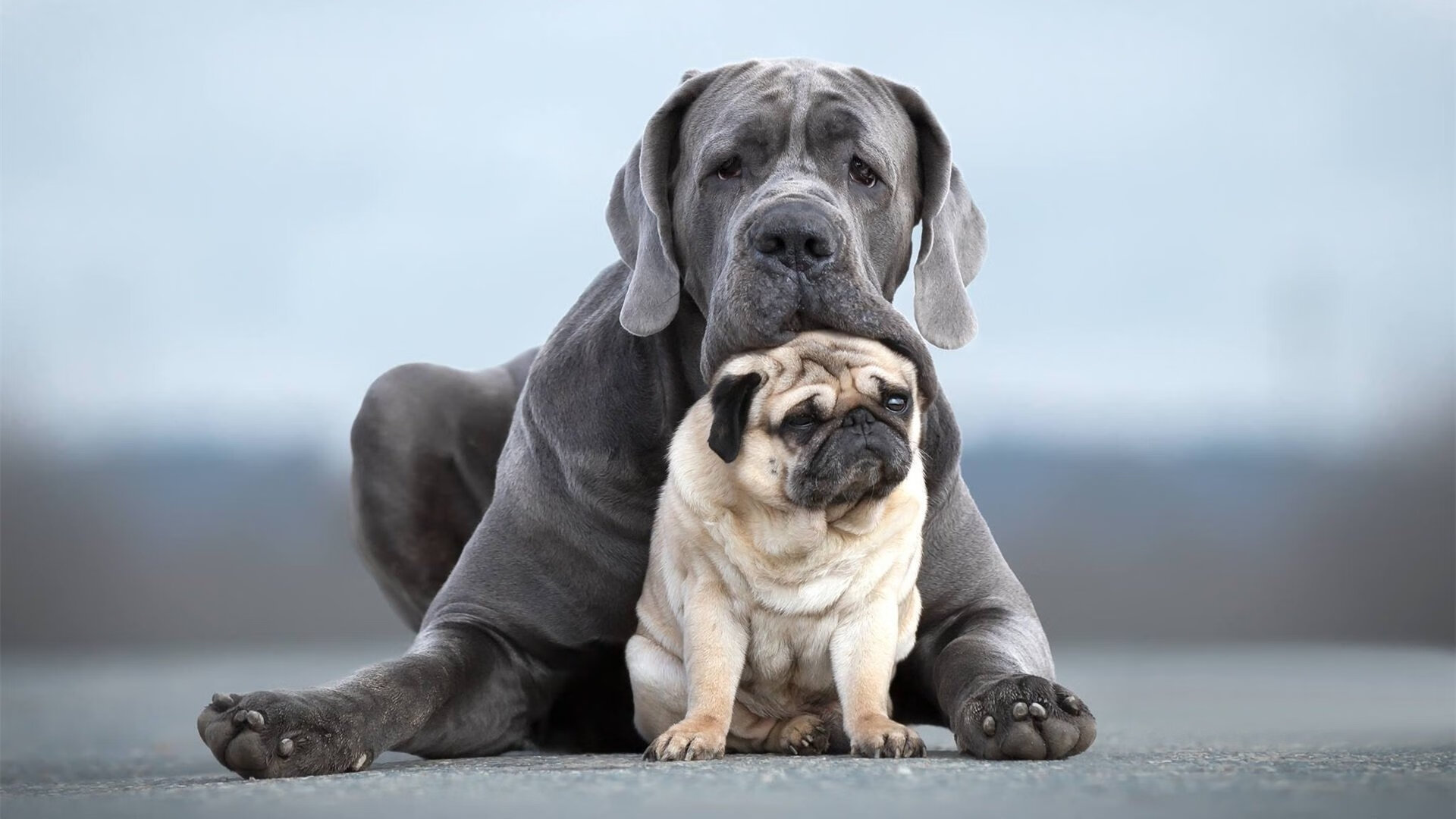 当超巨碾过强队，曼城用教科书式攻防，与库尔图瓦大舞台法则