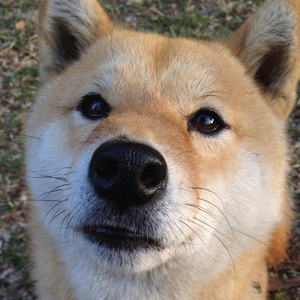 西甲震动，塞内加尔血脉拼出铁幕，格纳布里奏响绿金狂想曲