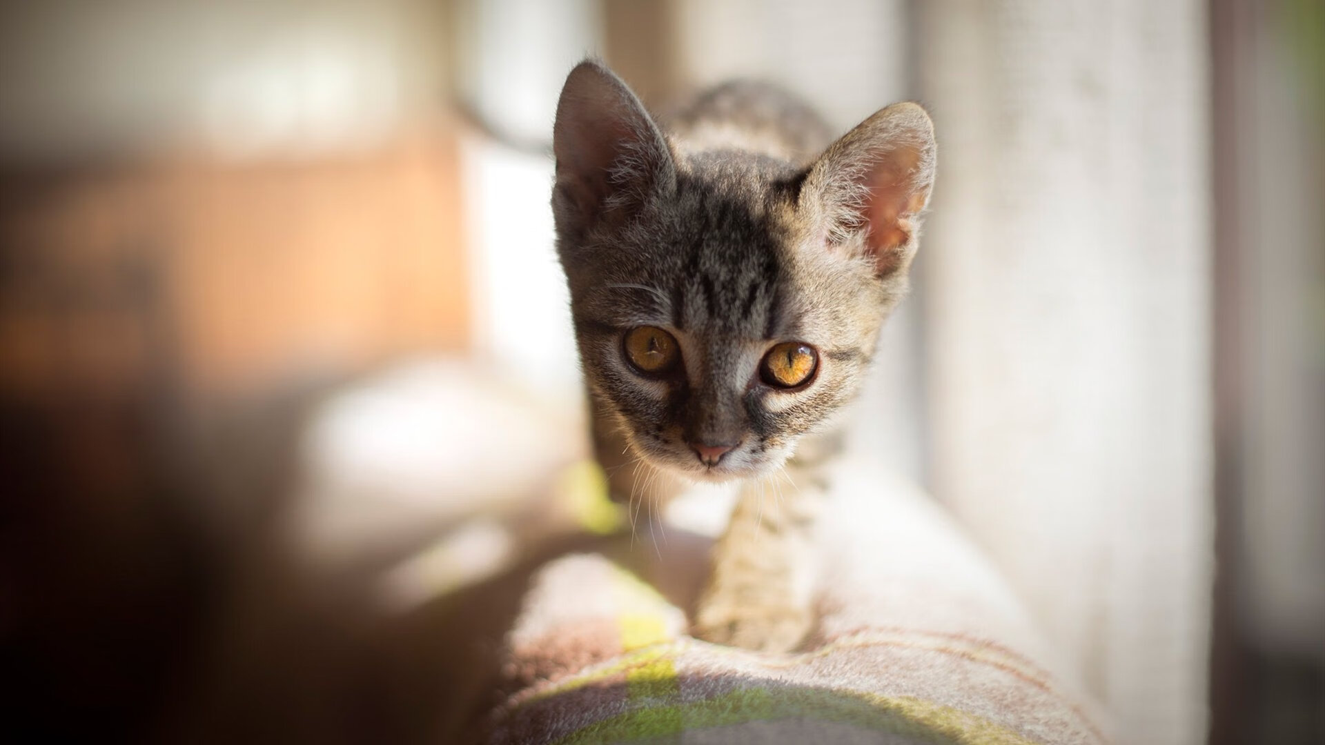 绿茵锋芒，维尼修斯关键战铸就英雄时刻，葡萄牙队轻取卡塔尔展露王者气象