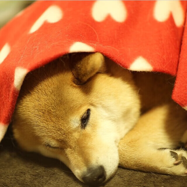 雄鹿城下的魔术师，武切维奇独舞，上海队惊天逆转