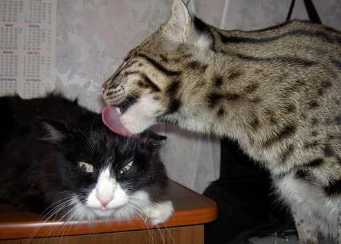 北欧神话逆袭非洲巨人，格纳布里一锤定音，挪威掀翻安哥拉