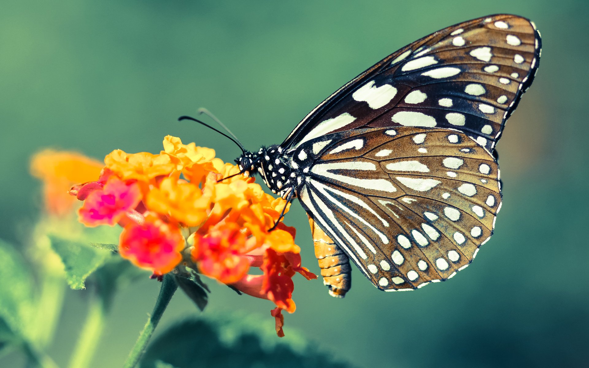 恩比德关键一投定胜局,雄鹿节奏掌控力压吉林队