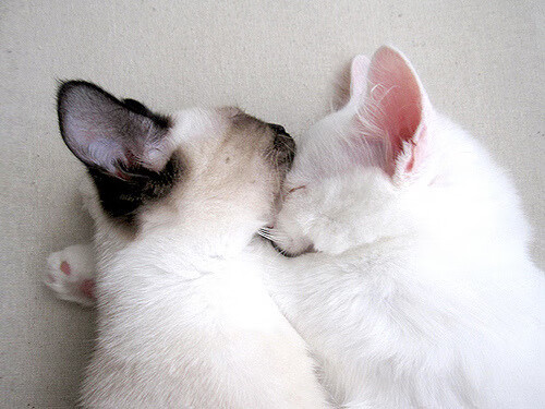 角斗士与郁金香，萨卡的罗马之夜，大场面先生的加冕礼