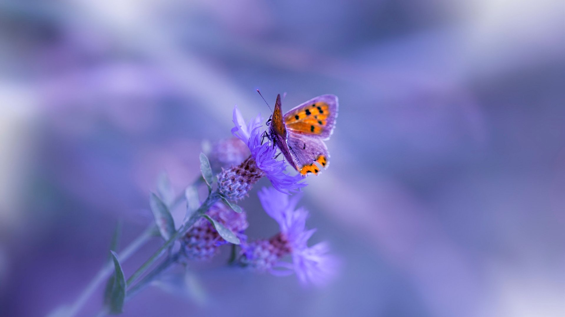 尘封十九年，森林狼在生死战粉碎骑士背后的篮球经济学