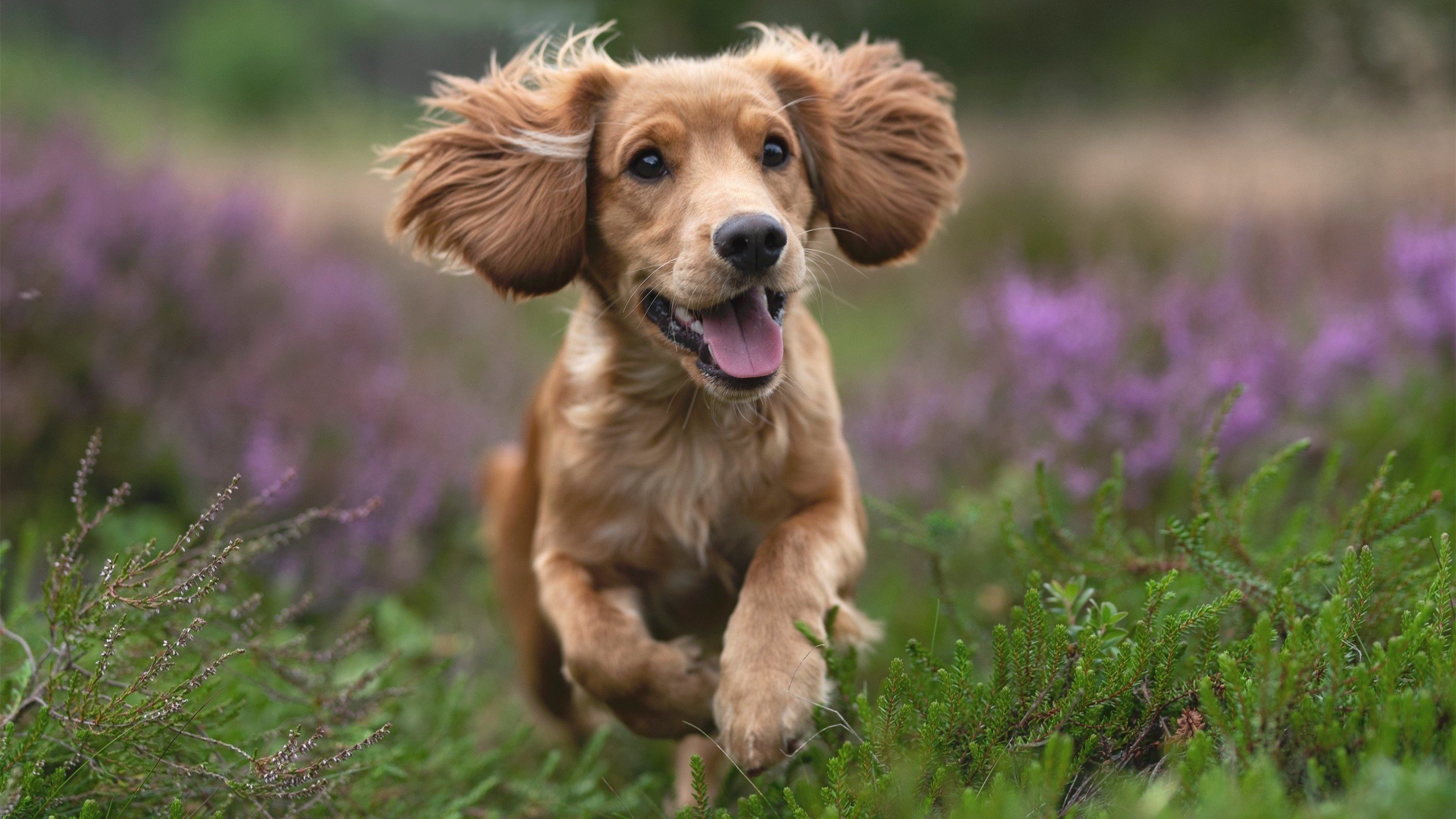 从孤军突袭到战术枢纽,英格拉姆的蜕变之夜引领开拓者狂胜猛龙