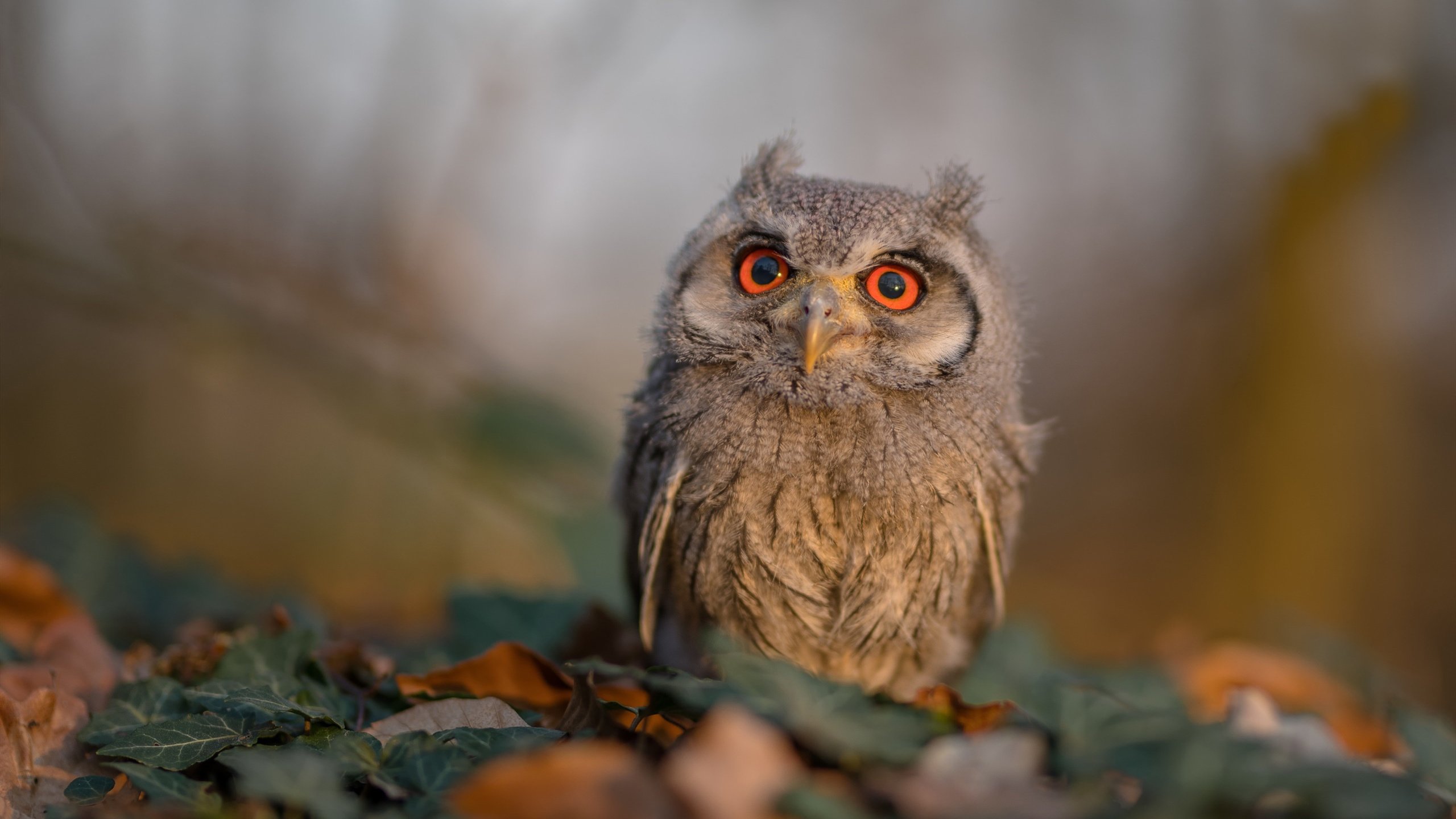 新王登基之夜,马克西狂飙引领步行者关键战突围黄蜂