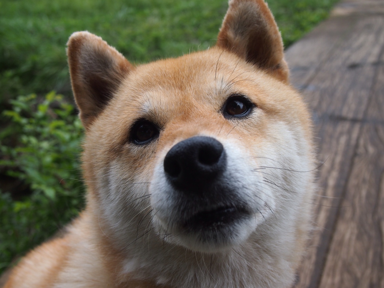 格纳布里爆发，多特蒙德生死战取胜巴西，一场改写历史的友谊赛